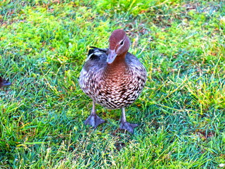 duck on grass