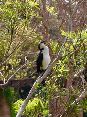 Wild duck on a branch