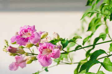 Fototapeta na wymiar pink flowers on white background