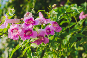 pink flowers in the garden