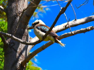 Kookaburra sitting on tree branch