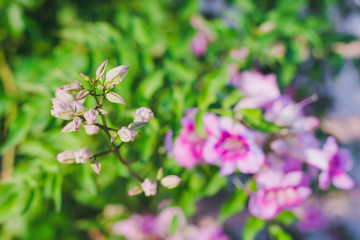 pink flowers in the garden