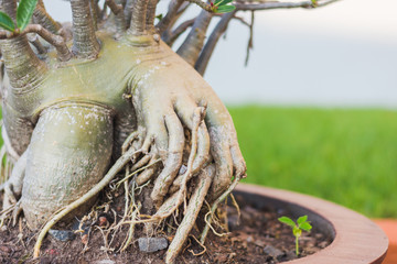 Desert rose beautiful flowers in the garden, pink color on the tree