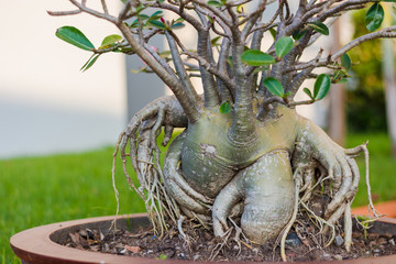 Desert rose beautiful flowers in the garden, pink color on the tree