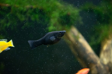 fish in aquarium