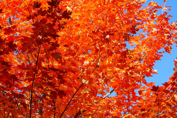 Colorful beautiful maple leaves in autumn, St-Bruno, Quebec, Canada