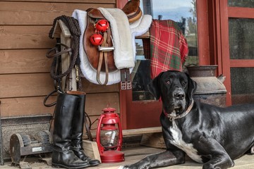 Portrait of a Black Great Dane resting on a farmhouse porch beside a saddle rack with English tack...