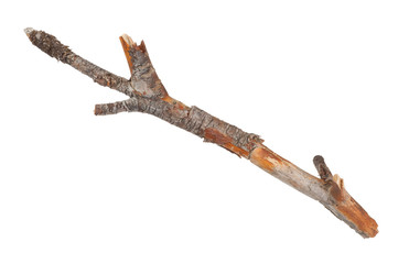 Dry branch isolated on white background