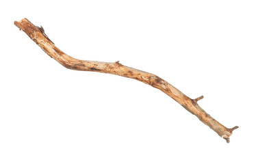 Dry branch isolated on white background