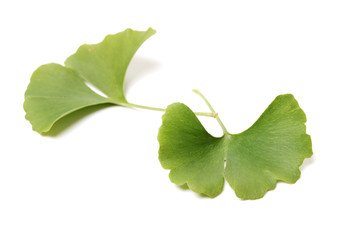 Ginkgo biloba fresh leaves on white background