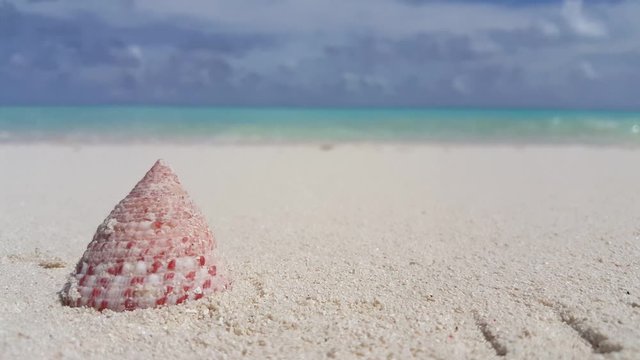 Close up of beautiful spiraled seashell on white sand, concept design for travel ads