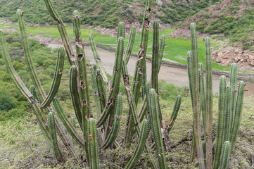 Nature, Cactus plants of the family Cactaceae- Xerophilous.