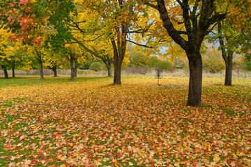 Fallen leaves colorful carpet Oregon.