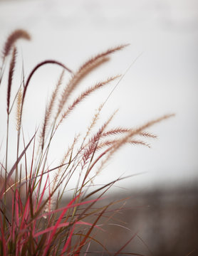 Dream like abstract red and brown aquatic marshland grass pictured with the gray cloudy ominous sky as a backdrop to the motion blur plant