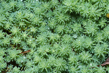 緑の植物マクロ