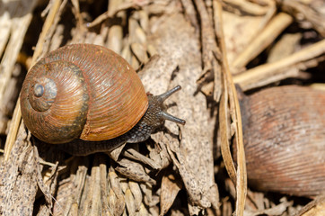 Snail On Dried Trash