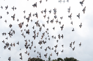 Pigeon birds, Columbus - flock of birds flying