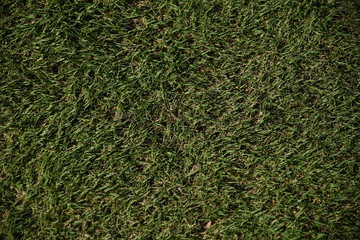 Close up image of green, low cut grass on a golf course.