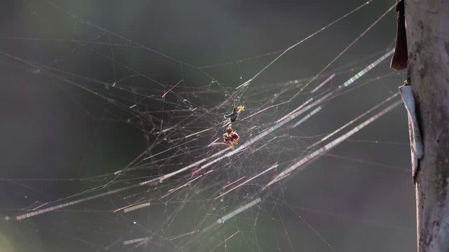 telara&ntilde;a con insectos