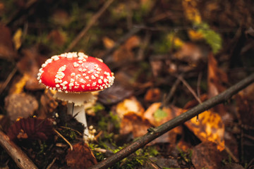 red fly agaric mushroom in the forest