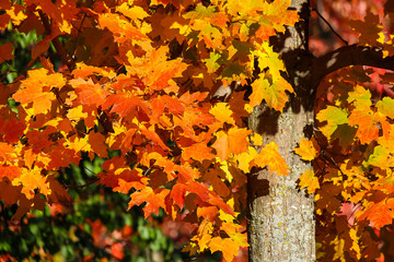 Colorful beautiful maple leaves in autumn, St-Bruno, Quebec, Canada