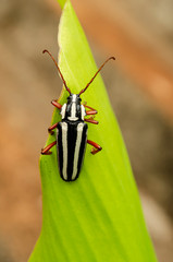 Close-up Of Longhorn Bug On Leaf