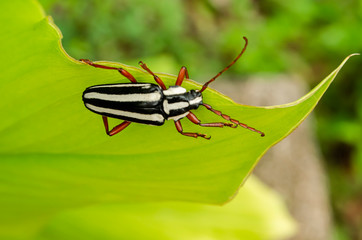 Black And White Striped Beetle On Leaf