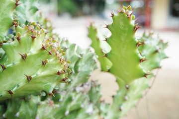 green cactus succulent close up nature background