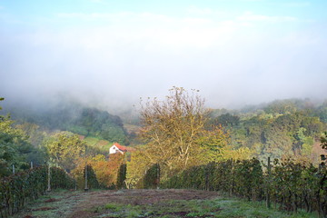 Scenic autumn landscape with fog in Croatia - trees on hills