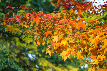 Colorful beautiful maple leaves in autumn, St-Bruno, Quebec, Canada