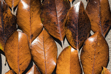 Hojas de arboles marrones