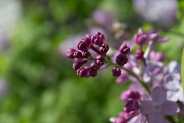 lilacs