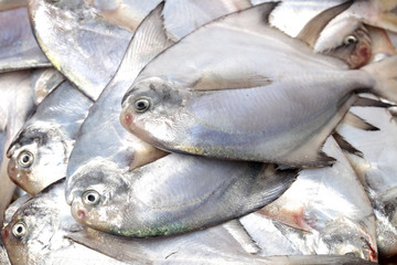 fresh pomfret isolated on a white background 