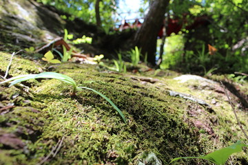 苔と岩、近焦点