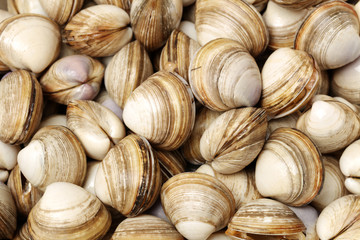 fresh raw Surf clam background