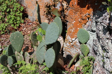 ノパール（ウチワサボテン） 