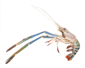 Prawns, Fresh River Shrimps common on white isolated background