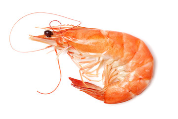 shrimps on a white background
