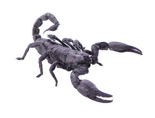 scorpion on white background
