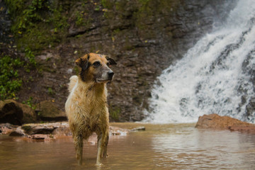 Perro ba&ntilde;andose en una cascada