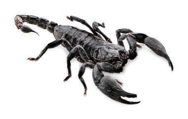 Scorpion on white background