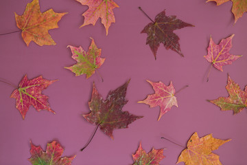 Colorful Fall Maple Leaves on Dark Purple Background, Styled, Copy Space