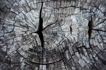 Fototapeta premium old wood texture background