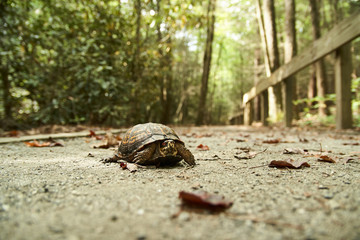 Box turtle