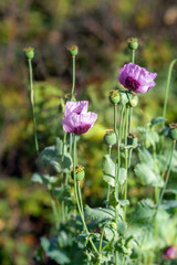 Blooming poppies in autumn