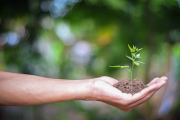 A hand holding a tree that is planted in the soil