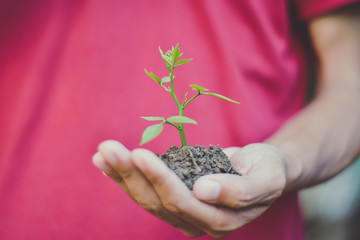 A hand holding a tree that is planted in the soil