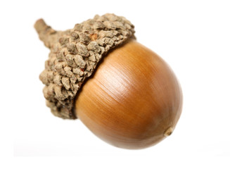 acorns on white background © zcy