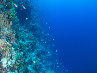 パラオ_ペリリュー_スキューバダイビング