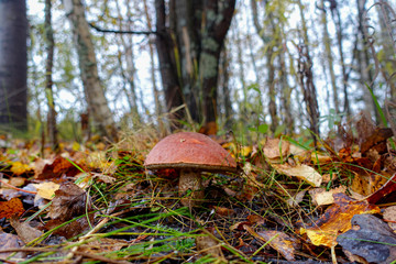 mushroom in the forest